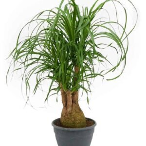 Buy Beaucarnea Recurvata | Ponytail Palm Online