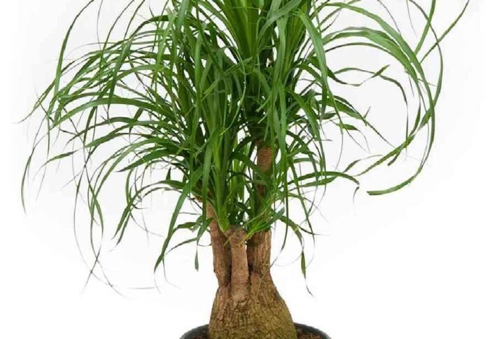 Buy Beaucarnea Recurvata | Ponytail Palm Online