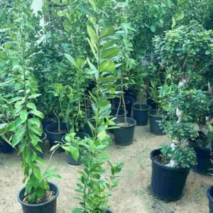 Buy Brazilian Lemon | Exotic Citrus for UAE Gardens