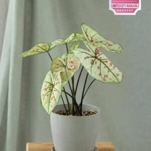 Buy Caladium Strawberry Star – Vibrant Foliage for Your Space