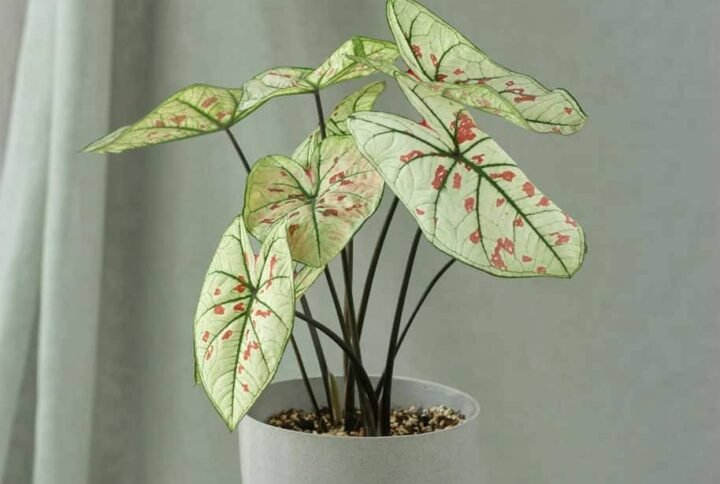 Buy Caladium Strawberry Star – Vibrant Foliage for Your Space