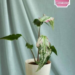 Buy Caladium Thai Beauty – Vibrant Foliage for Indoor