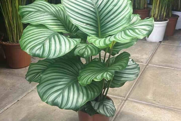 Buy Calathea Orbifolia Large | Plantshop.me UAE