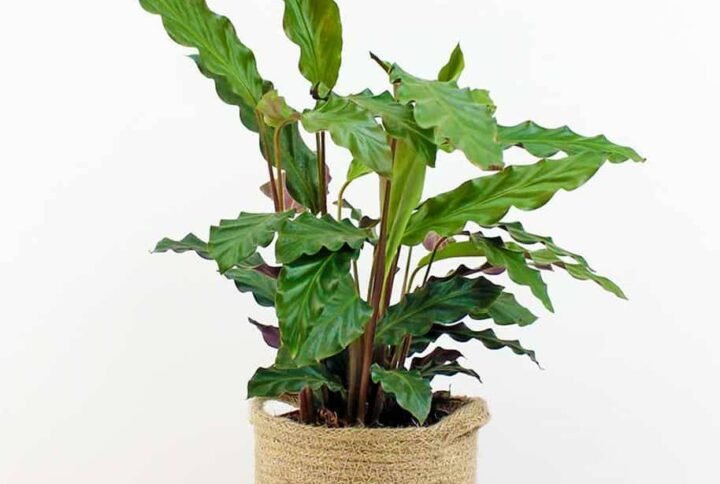 Buy Calathea Rufibarba Online in UAE Today