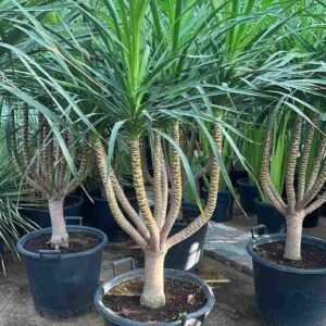 Buy Cambodian Dragon Tree - Stunning Indoor Plant UAE