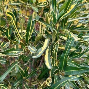 Buy Carnival Colors Croton | Plantshop.me