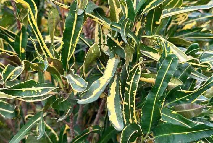 Buy Carnival Colors Croton | Plantshop.me