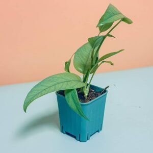 Buy Cebu Blue Pinnatum Mini Online - Plantshop.me