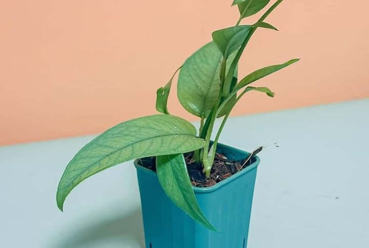 Buy Cebu Blue Pinnatum Mini Online - Plantshop.me