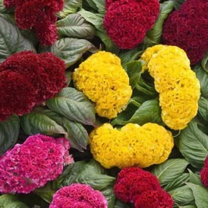 Buy Celosia Mix Colors Seeds - Plantshop.me