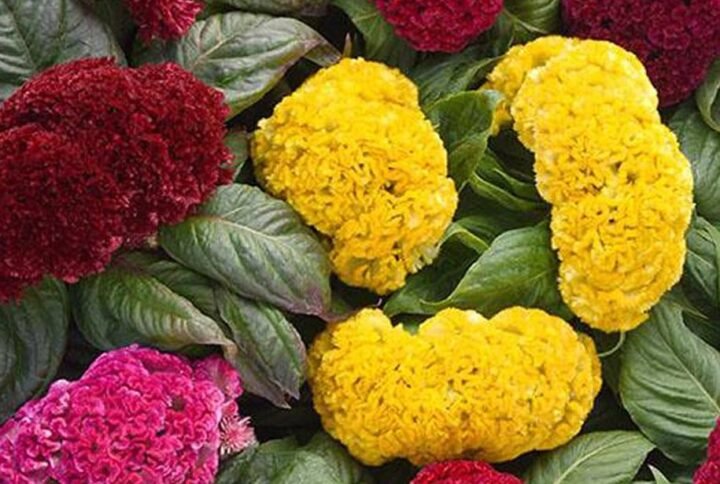 Buy Celosia Mix Colors Seeds - Plantshop.me