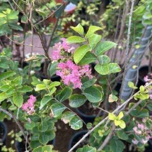Buy Chinese Crape Myrtle Pink - Plantshop.me UAE