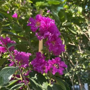 Buy Chinese Crape Myrtle Purple | Plantshop.me UAE