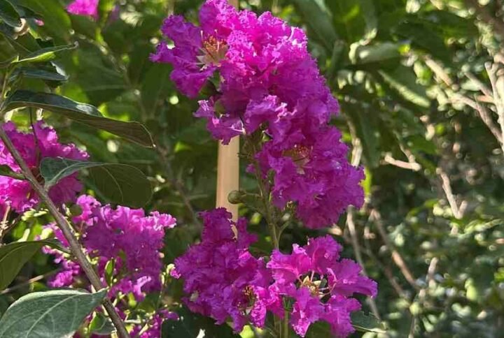 Buy Chinese Crape Myrtle Purple | Plantshop.me UAE