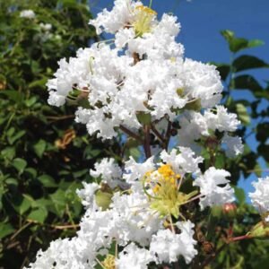 Buy Chinese Crape Myrtle White - Plantshop.me UAE