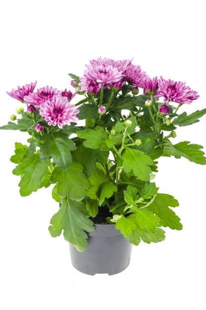 Buy Chrysanthemum Plants Online in UAE | Fresh & Colorful Blooms