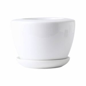 Buy Clayz Pot - Stylish Pots for Beautiful Plants