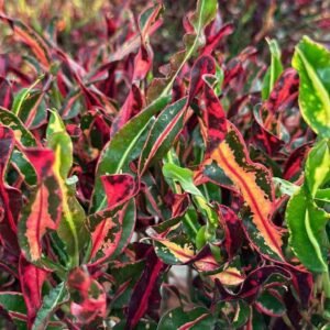 Buy Colorburst Croton | Plantshop.me