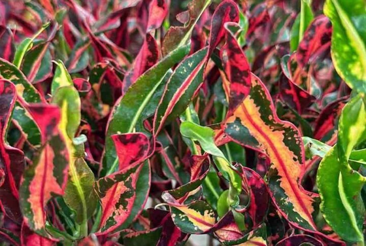 Buy Colorburst Croton | Plantshop.me