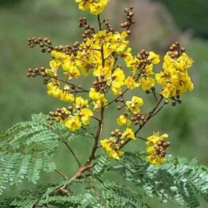 Buy Copperpod Tree | Plantshop.me