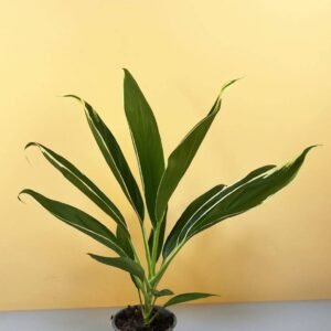 Buy Cordyline Conga Plant Online | UAE Delivery