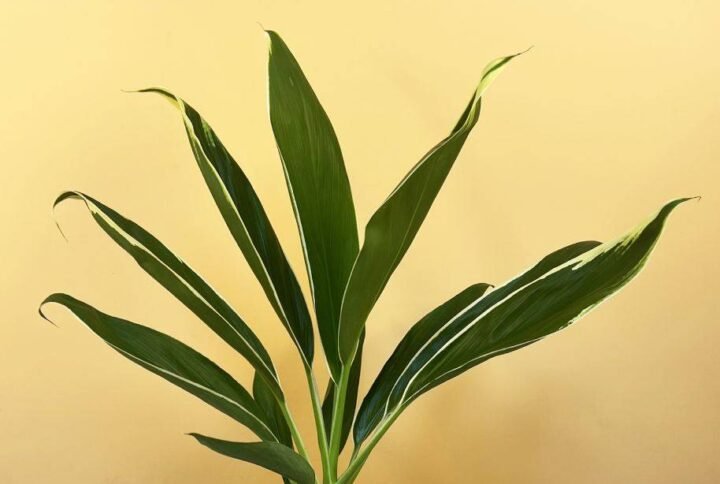 Buy Cordyline Conga Plant Online | UAE Delivery