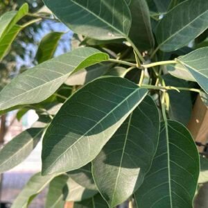 Buy Council Tree or Ficus Altissima | UAE Plants