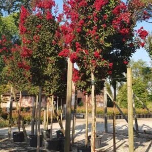 Buy Crape Myrtle Tall Flowering Plant Online - Plantshop.me