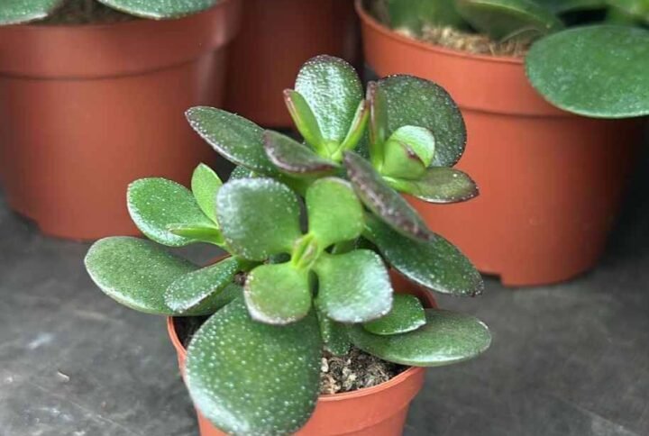 Buy Crassula Ovata Minor Mini - Plantshop.me