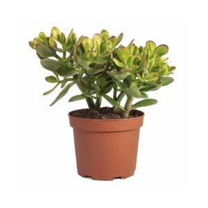 Buy Crassula Ovata Online - Plantshop.me UAE's Top Choice