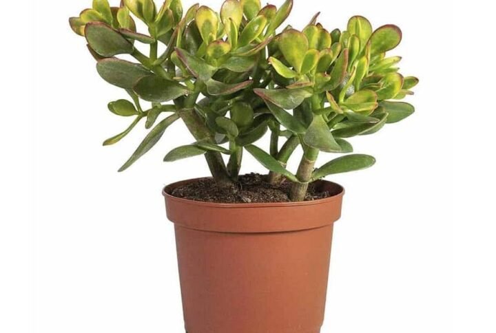 Buy Crassula Ovata Online - Plantshop.me UAE's Top Choice