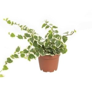 Buy Creeping Fig Mini - Plantshop.me