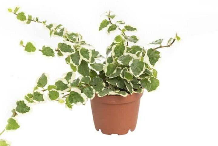 Buy Creeping Fig Mini - Plantshop.me