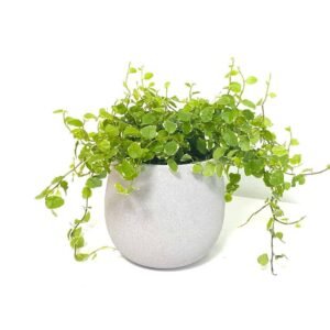 Buy Creeping Fig Plants - Plantshop.me