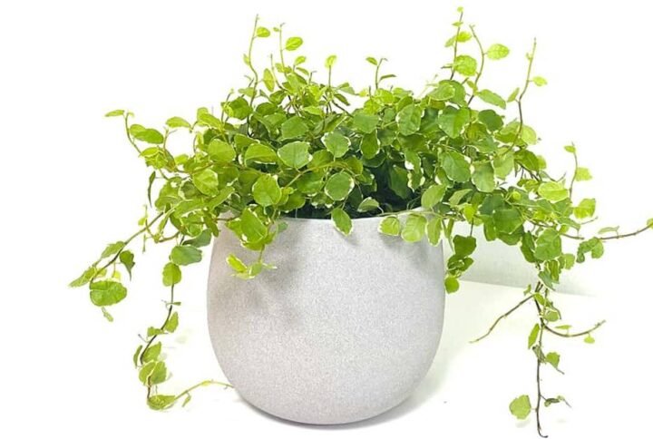 Buy Creeping Fig Plants - Plantshop.me