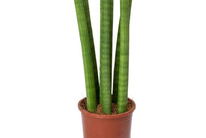 Buy Cylindrical Snake Plant | Plantshop.me UAE