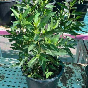 Buy Damas Small | Elegant Garden Plants UAE