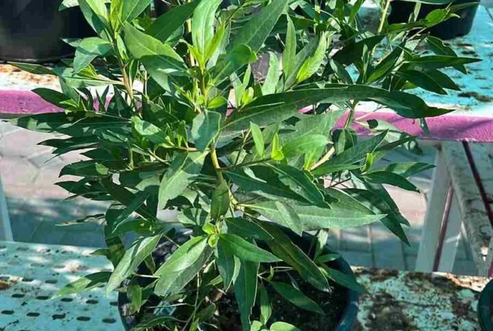 Buy Damas Small | Elegant Garden Plants UAE