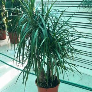 Buy Dracaena Marginata Branched | Lush Indoor Plant UAE