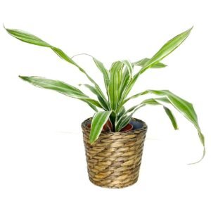 Buy Dracaena White Stripe Head | Elegant Indoor Plant UAE