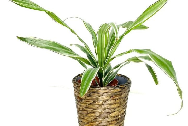 Buy Dracaena White Stripe Head | Elegant Indoor Plant UAE