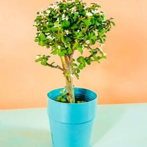Buy Dwarf Jade Afra Bonsai Online in UAE