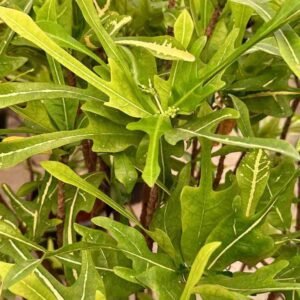 Buy Electric Leaves Croton | Plantshop.me