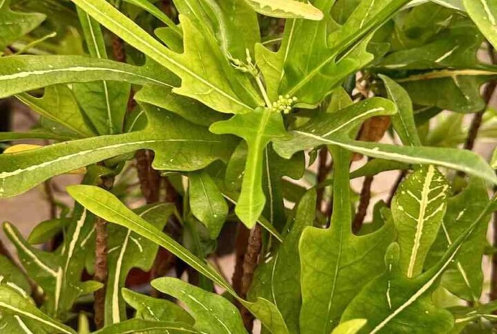Buy Electric Leaves Croton | Plantshop.me
