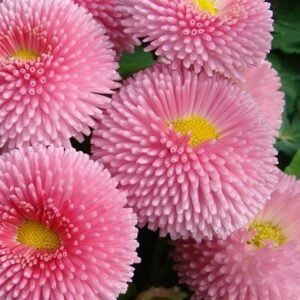 Buy English Daisy Mix Color Seeds - Plantshop.me UAE