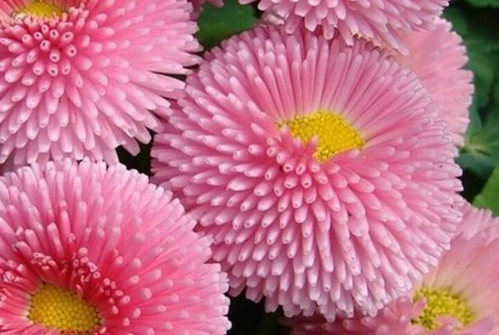 Buy English Daisy Mix Color Seeds - Plantshop.me UAE