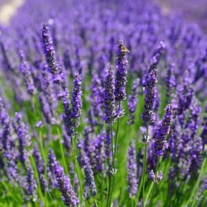 Buy English Lavender Seeds - Plantshop.me UAE