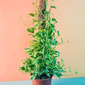 Buy Epipremnum N'Joy Tall