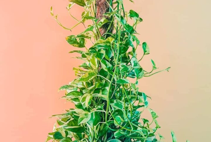 Buy Epipremnum N'Joy Tall