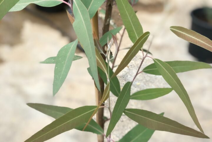 Buy Eucalyptus Plant in UAE | Fresh, Healthy Plants